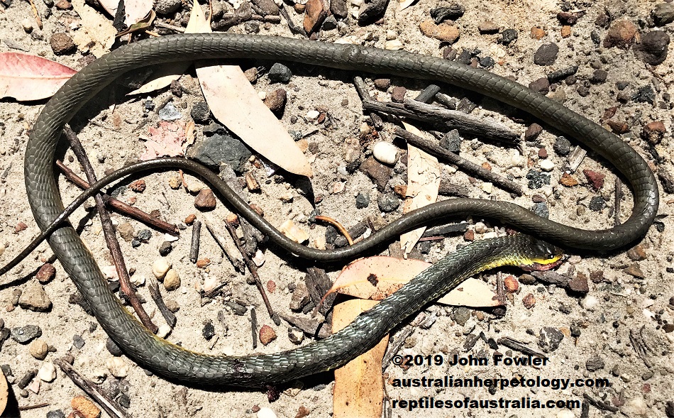 Green Tree Snake Dendrelaphis punctulatus